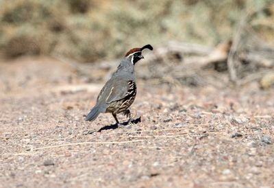 Gambel's Quail