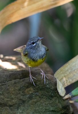 MacGillivray's Warbler