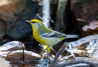 Brewster's Warbler