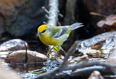 Brewster's Warbler