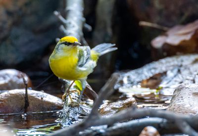 Brewster's Warbler