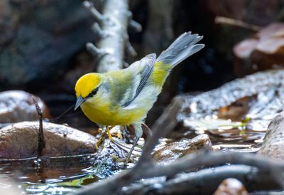 Brewster's Warbler