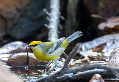 Brewster's Warbler