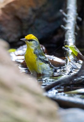 Brewster's Warbler