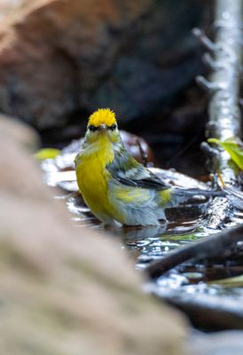 Brewster's Warbler