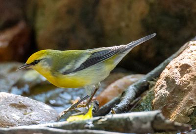 Brewster's Warbler