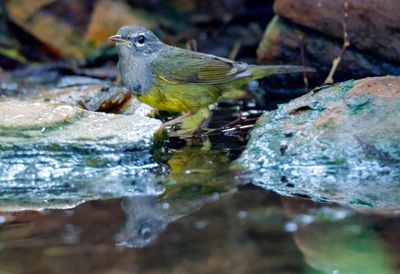 MacGillivray's Warbler