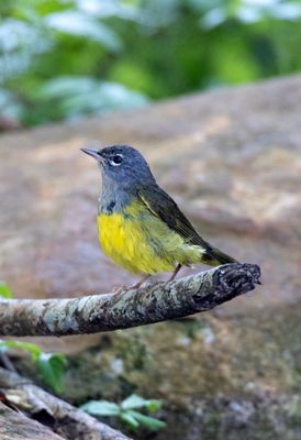 MacGillivray's Warbler