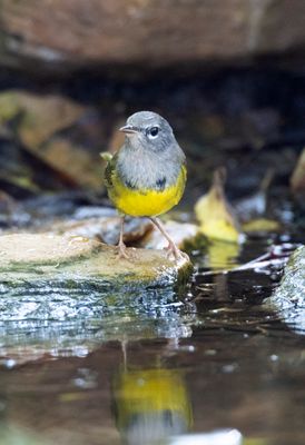 MacGillivray's Warbler