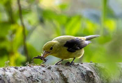 Scarlet Tanager (female)