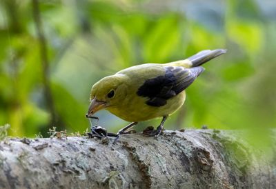 Scarlet Tanager (female)