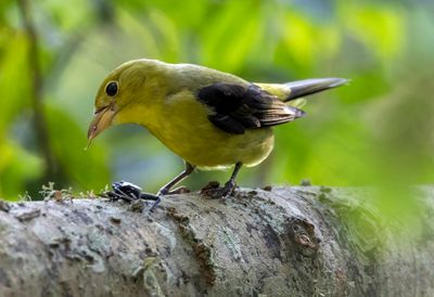 Scarlet Tanager