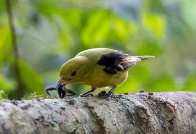 Scarlet Tanager (female)
