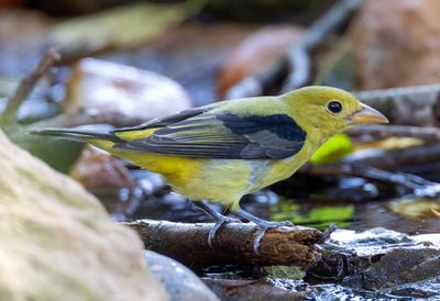 Scarlet Tanager (female)