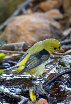 Scarlet Tanager