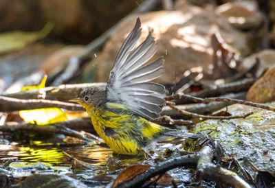 Magnolia Warbler
