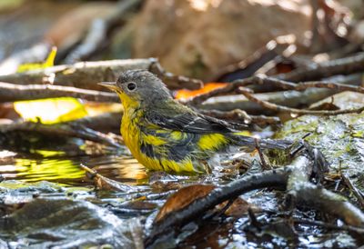 Magnolia Warbler