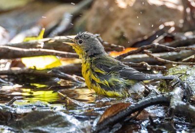 Magnolia Warbler
