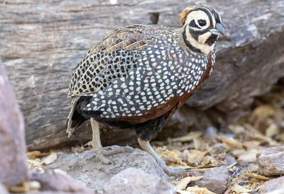 Montezuma Quail
