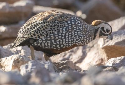 Montezuma Quail