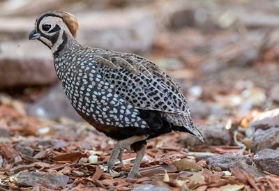 Montezuma Quail