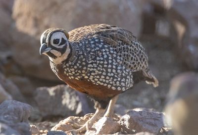 Montezuma Quail