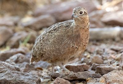 Montezuma Quail
