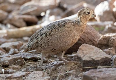 Montezuma Quail