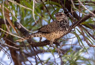 Cactus Wren