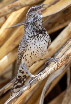 Cactus Wren