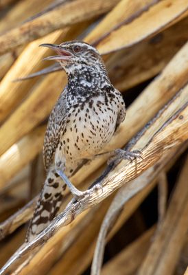 Cactus Wren