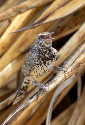 Cactus Wren