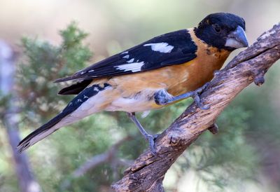 Black Headed Grosbeak
