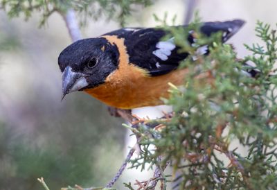 Black Headed Grosbeak