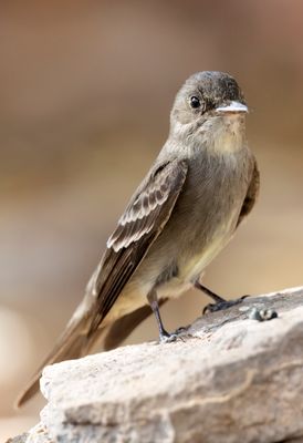 Western Wood-Pewee