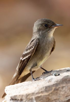 Western Wood-Pewee