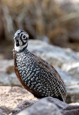 Montezuma Quail