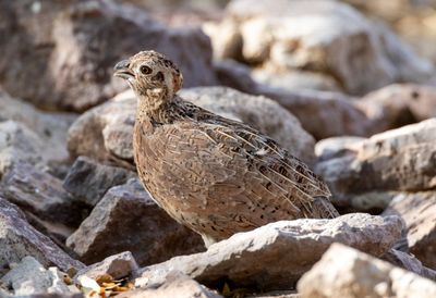 Montezuma Quail