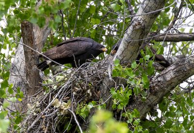 Common Black Hawk