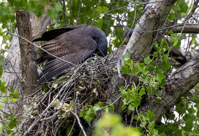 Common Black Hawk