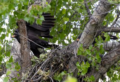Common Black Hawk