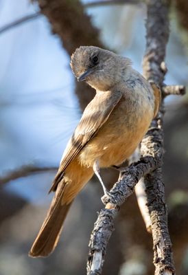 Say's Phoebe