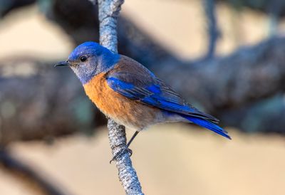 Western Bluebird