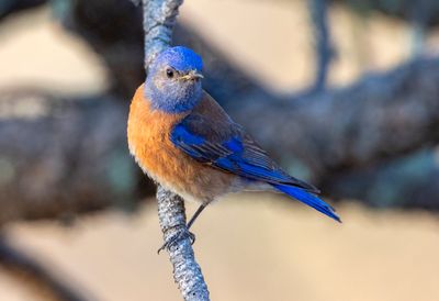 Western Bluebird
