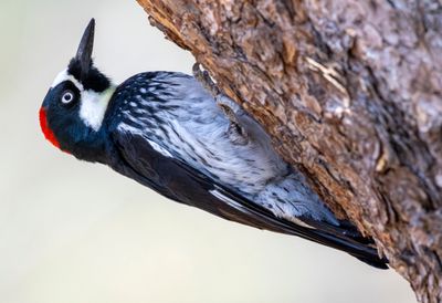 Acorn Woodpecker