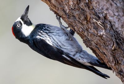 Acorn Woodpecker