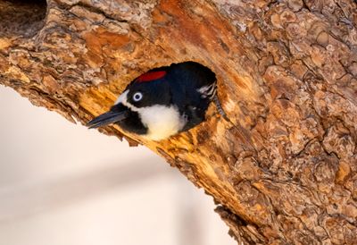 Acorn Woodpecker