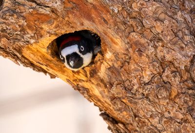 Acorn Woodpecker