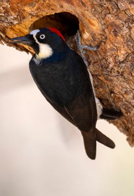 Acorn Woodpecker