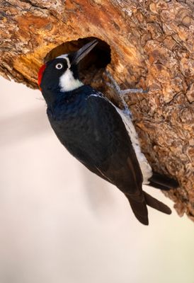 Acorn Woodpecker